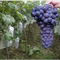 新品葡萄